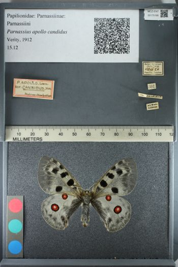 Media type: image;   Entomology 175166